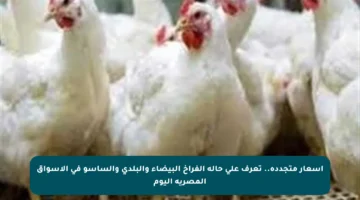 أسعار متجددة.. تعرف على حالة الفراخ البيضاء والبلدي والساسو في الأسواق المصرية اليوم